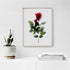 Pink Rose Stem Floral Art Print
